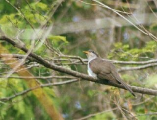 Pearly-breasted Cuckoo - Daniel Lebbin