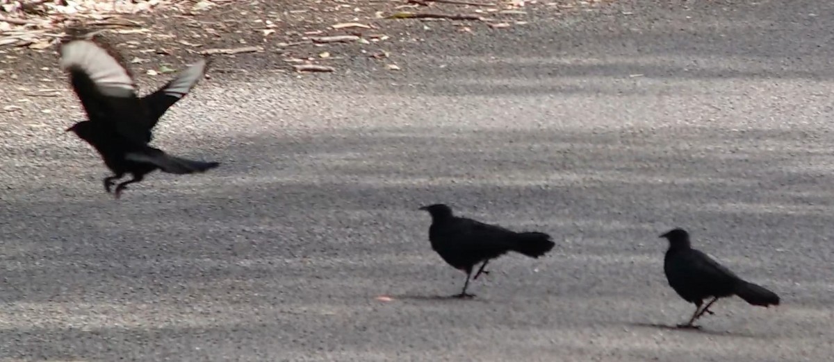White-winged Chough - Dwaine Laxdal