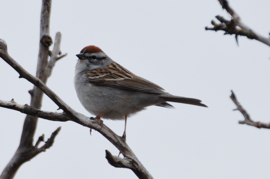 Chipping Sparrow - Zeke Smith