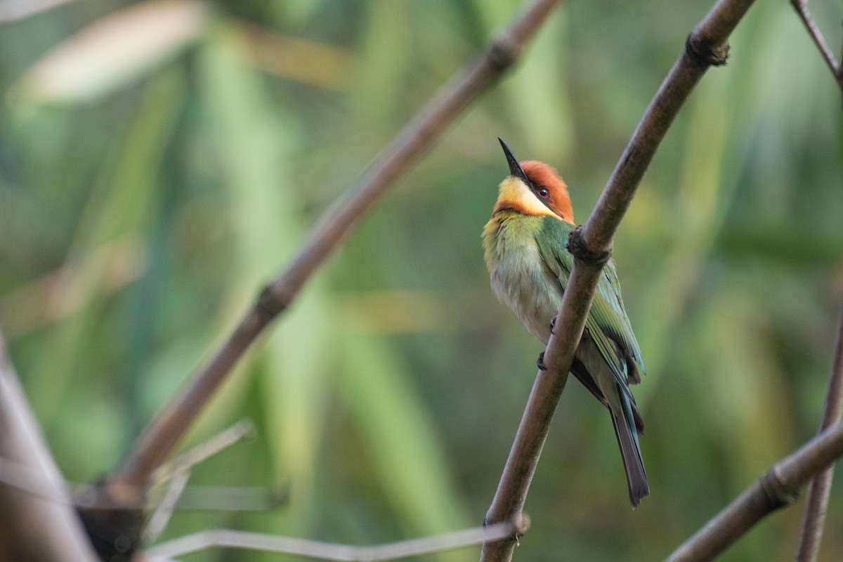 Chestnut-headed Bee-eater - Ian Hearn