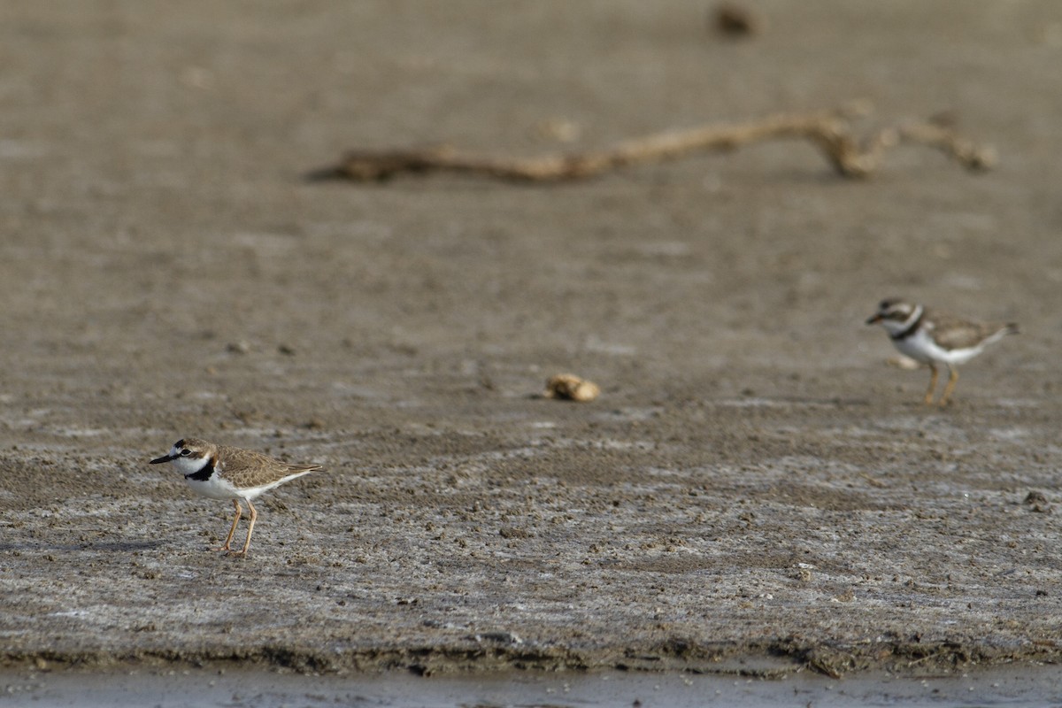 Semipalmated Plover - ML227755201