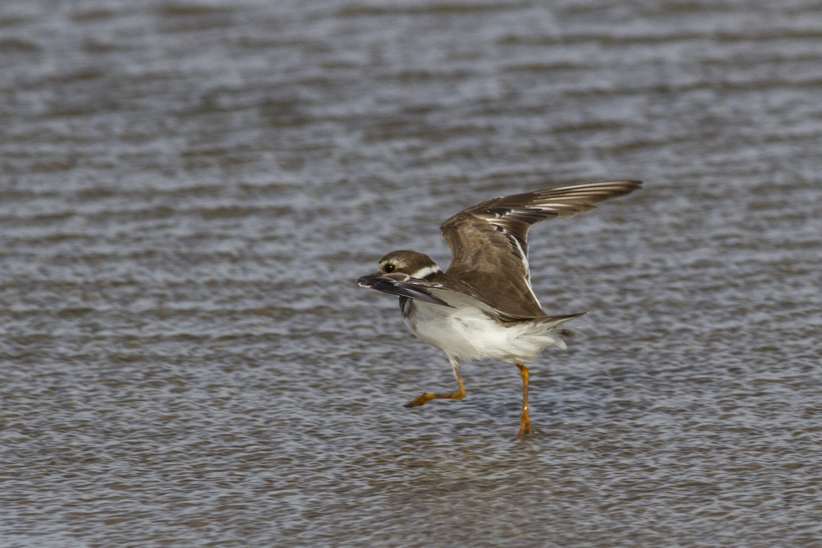 Semipalmated Plover - ML227755401