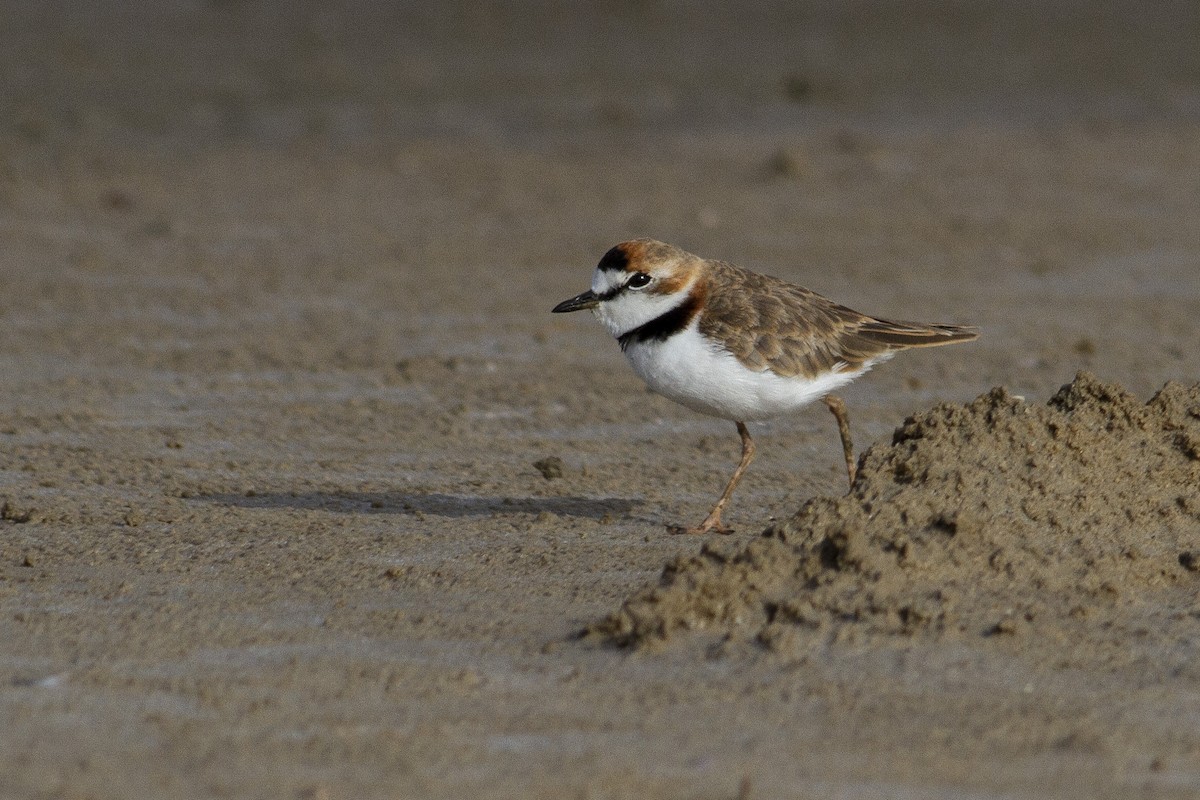 Collared Plover - ML227755631