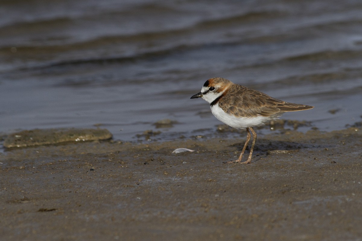 Collared Plover - ML227755671