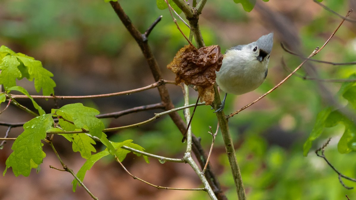 Tufted Titmouse - Todd Kiraly