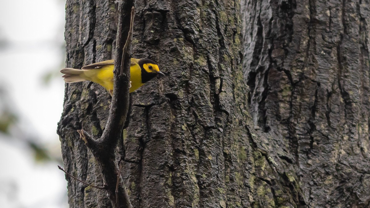 Hooded Warbler - Todd Kiraly