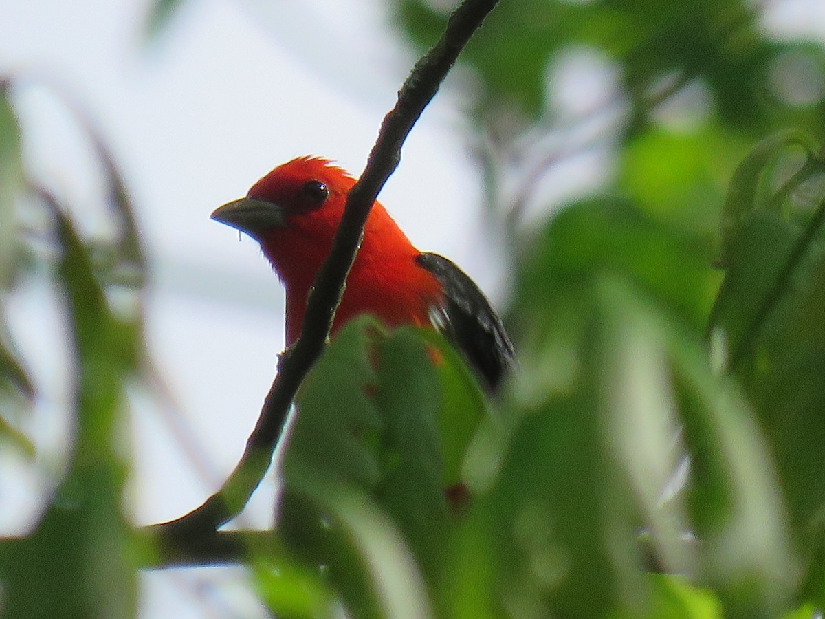 Scarlet Tanager - ML227758721