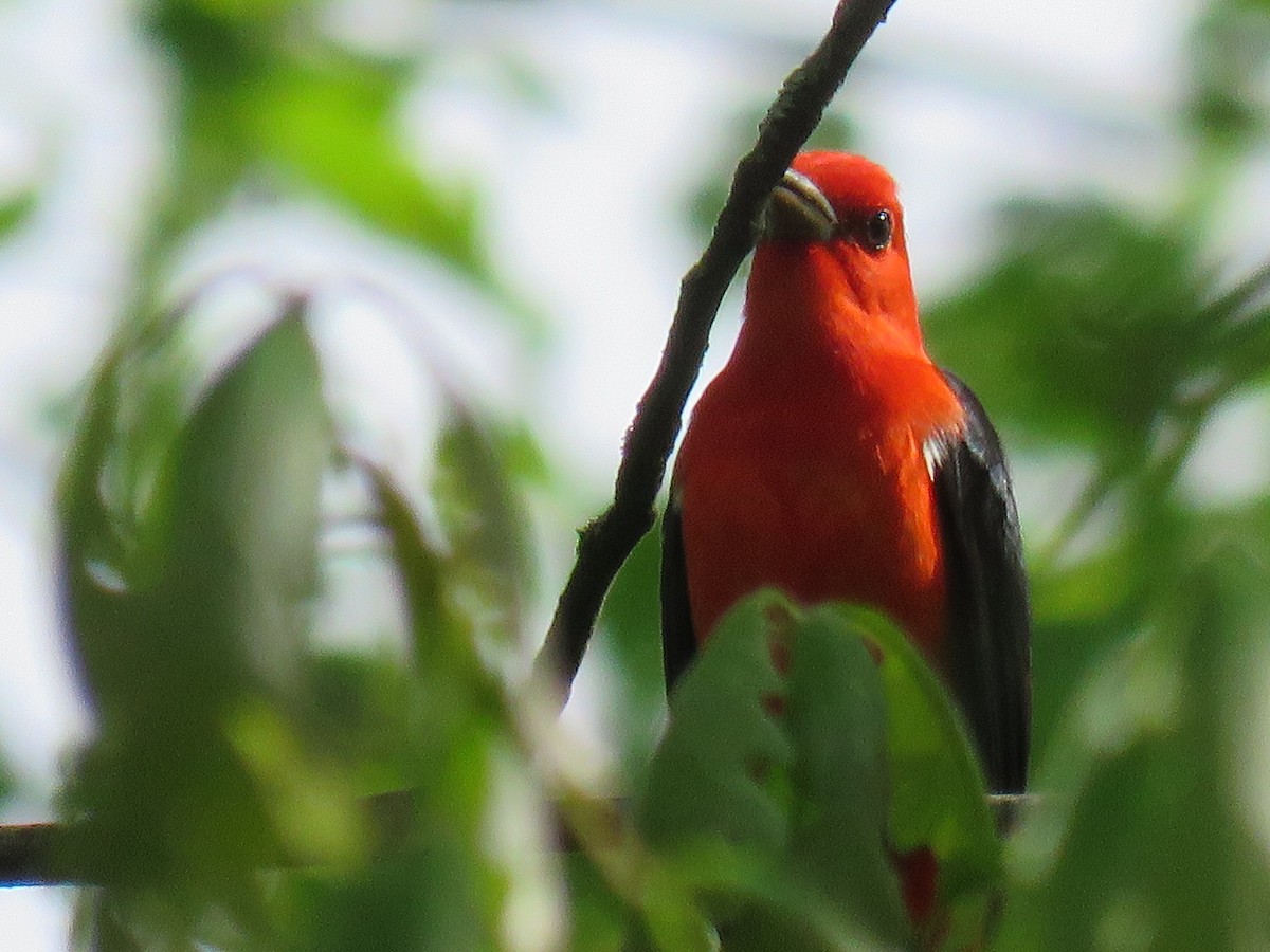 Scarlet Tanager - ML227758751