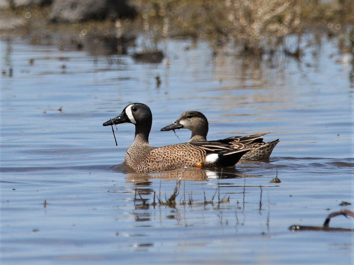 Blue-winged Teal - ML227758771