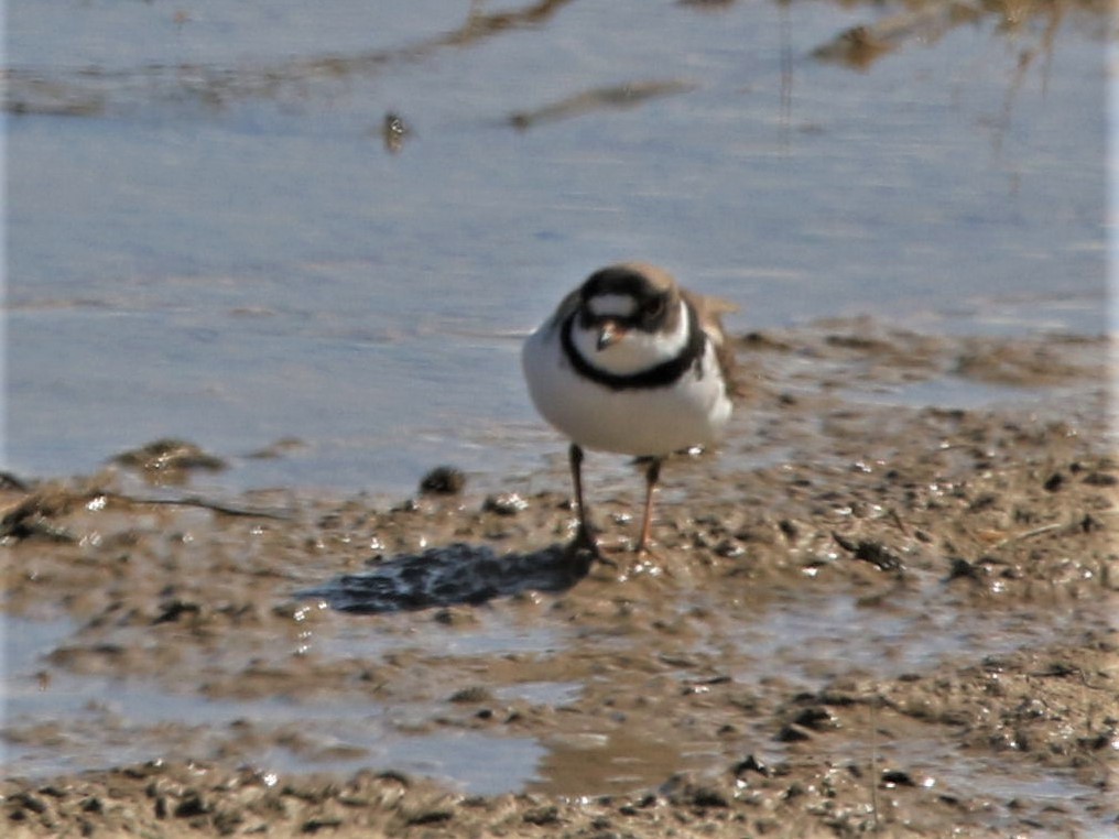 Semipalmated Plover - ML227761701