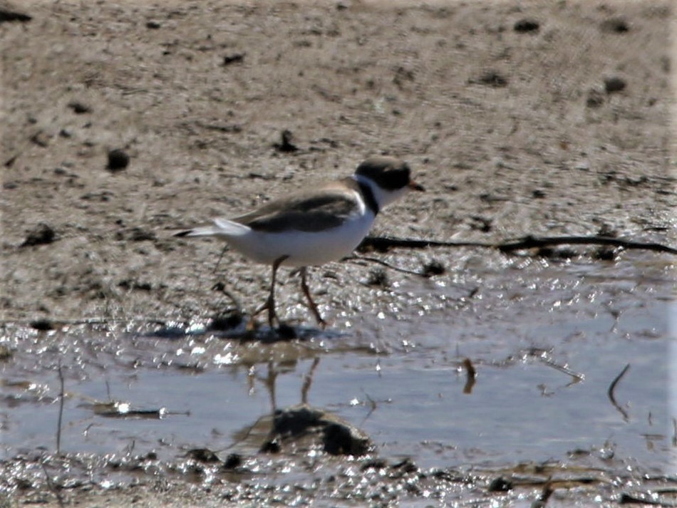 Semipalmated Plover - ML227763081