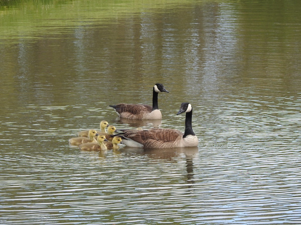 eBird Checklist - 26 Apr 2020 - Jackson Park - 50 species