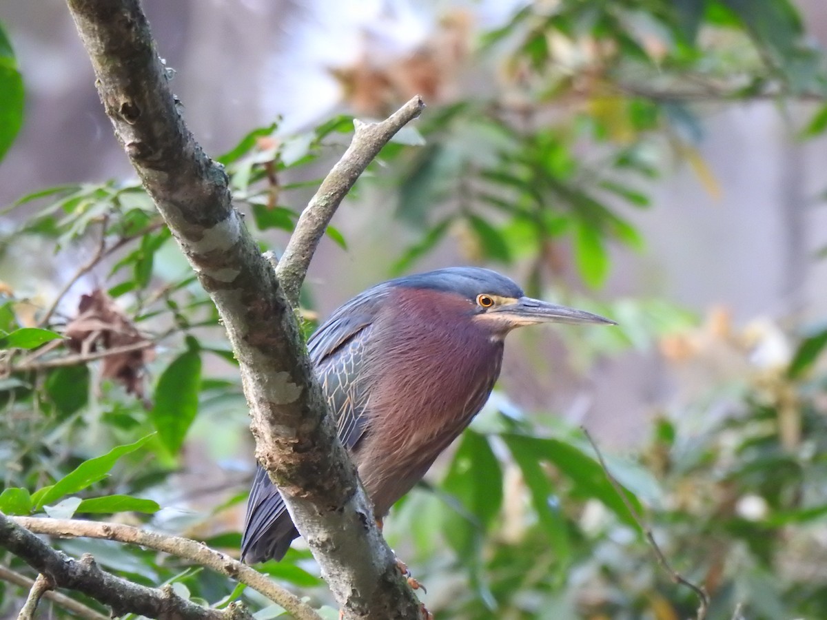 Green Heron - Neotropical Flyways Project Central America