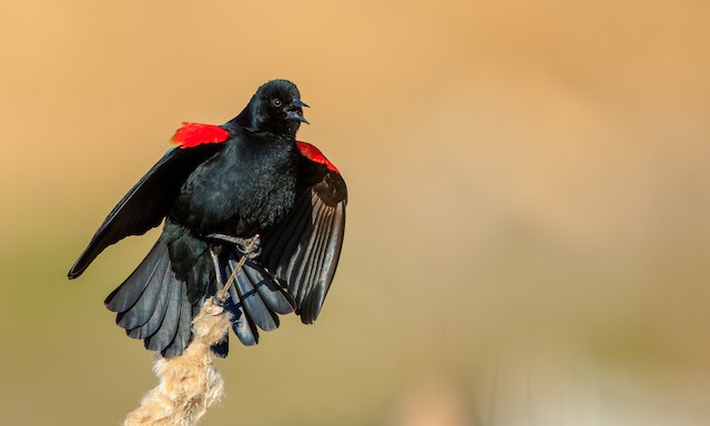 Red-winged Blackbird Identification, All About Birds, Cornell Lab