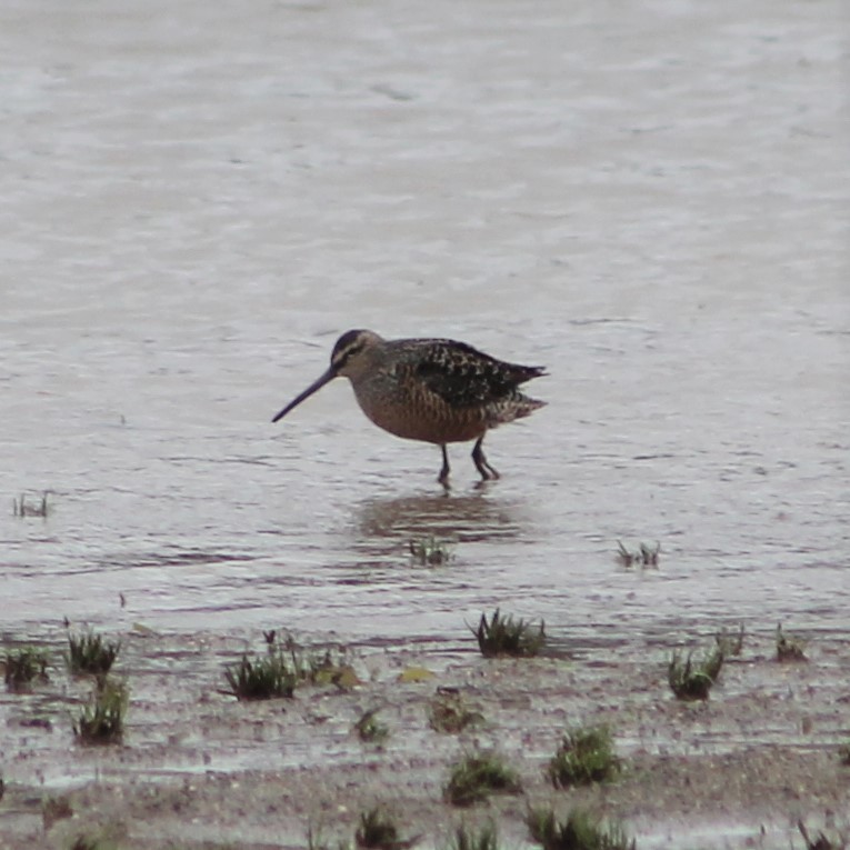 Long-billed Dowitcher - ML227772191