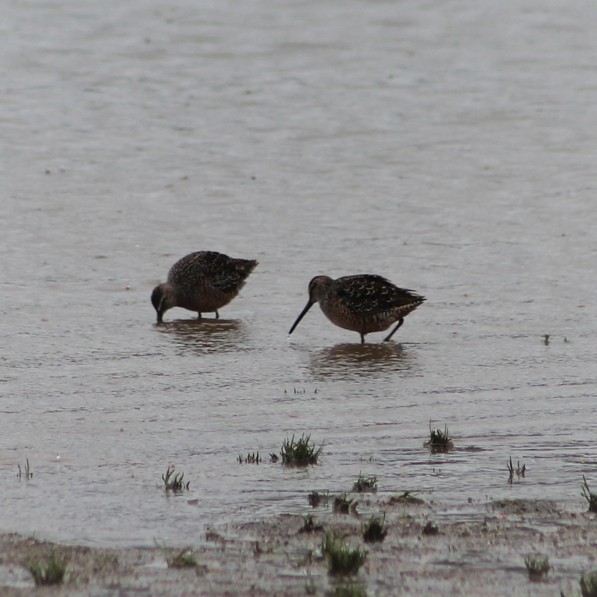 Long-billed Dowitcher - ML227772201
