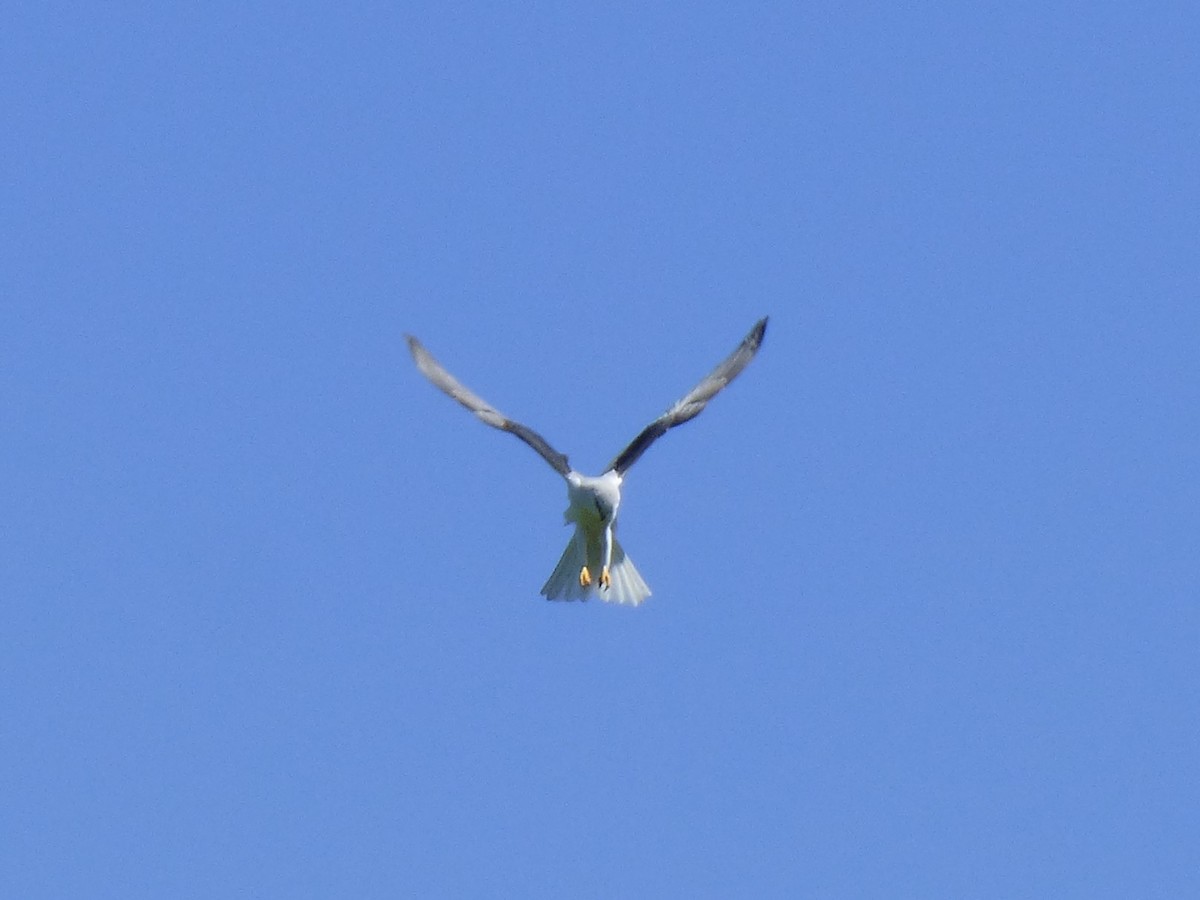 White-tailed Kite - Marty & Pam Kelly