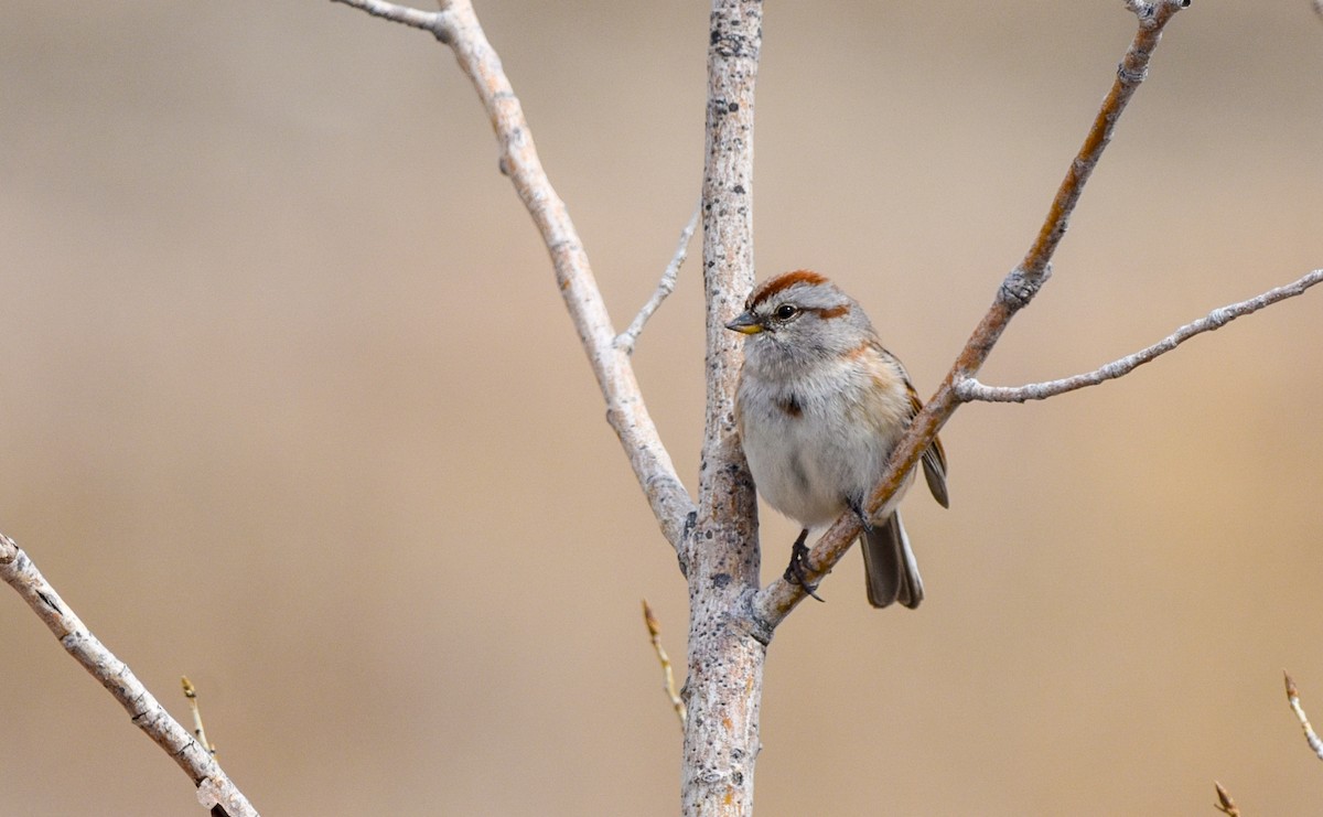 American Tree Sparrow - Lynnea Parker