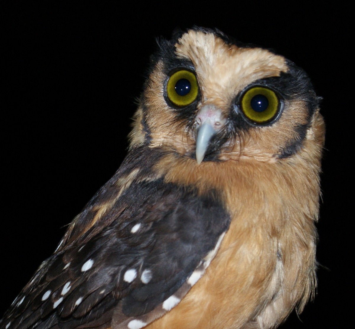 Buff-fronted Owl - Jaime Valenzuela Trujillo