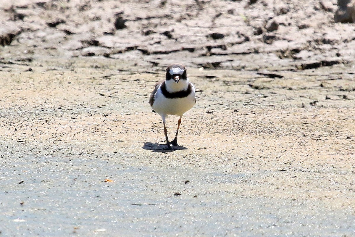 Semipalmated Plover - ML227777271
