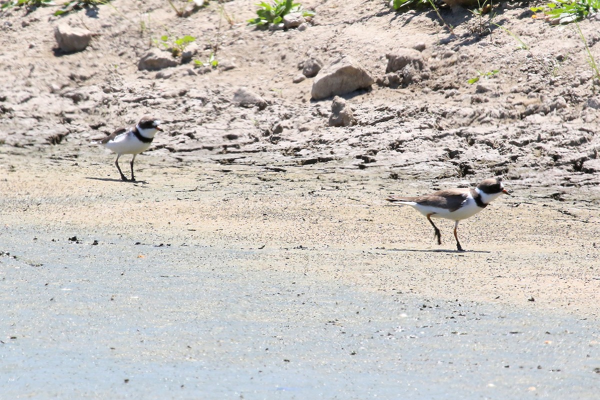 Semipalmated Plover - ML227777341