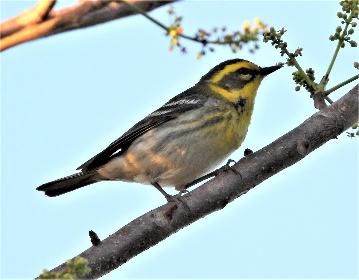 Townsend's Warbler - Amy Grimm