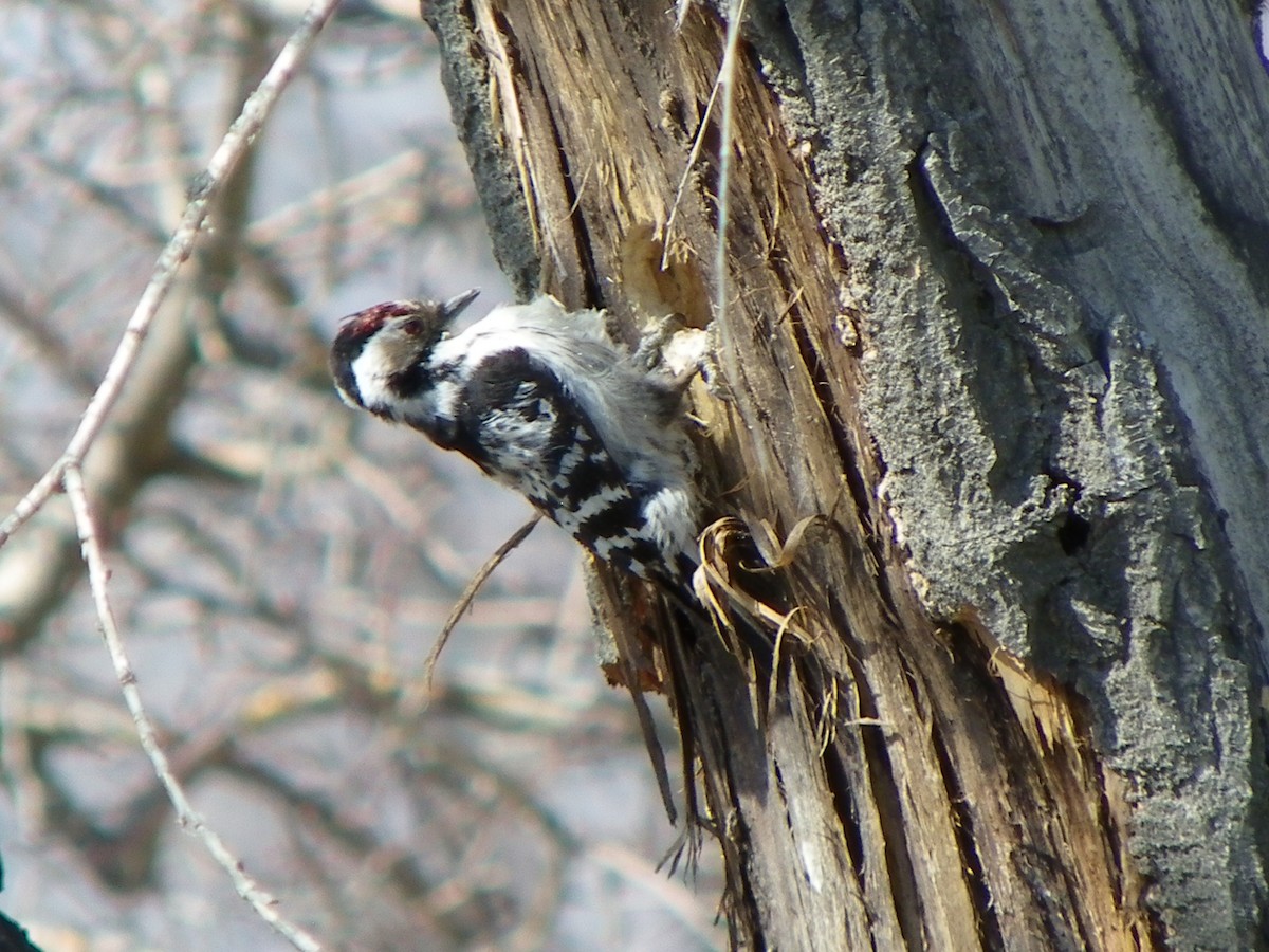 White-backed Woodpecker - Enkhzaya Turmunkh