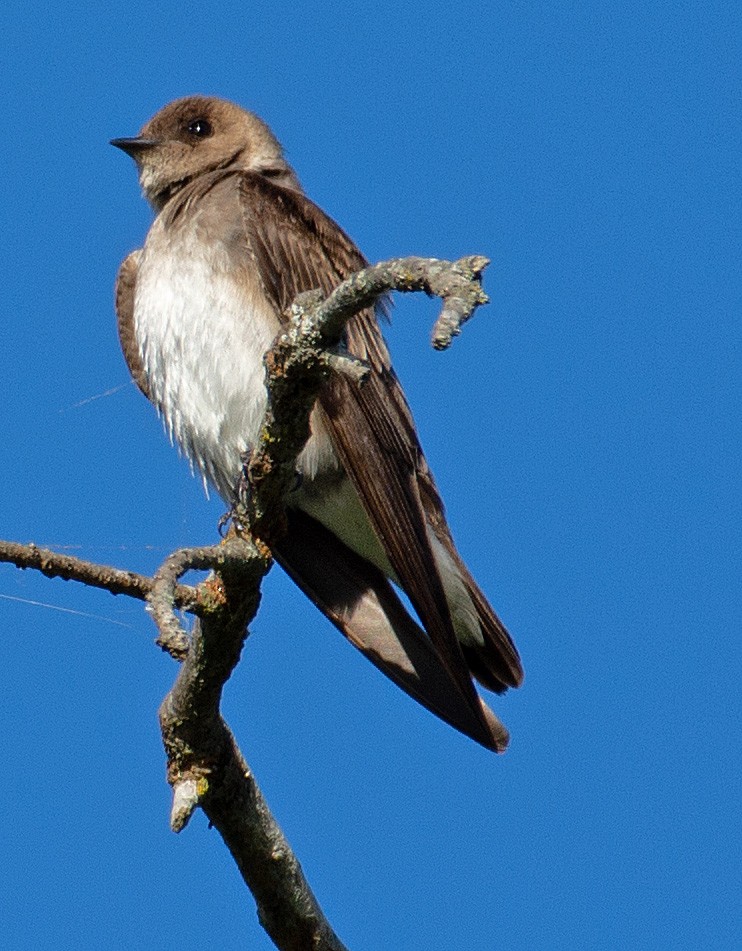 Northern Rough-winged Swallow - Kenneth Butler