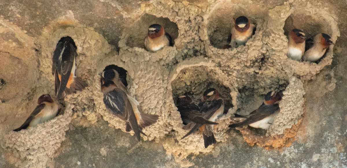 Cliff Swallow - Kenneth Butler