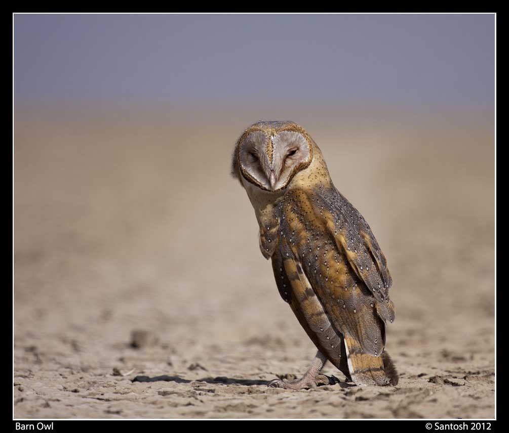 Barn Owl - Santosh Bs