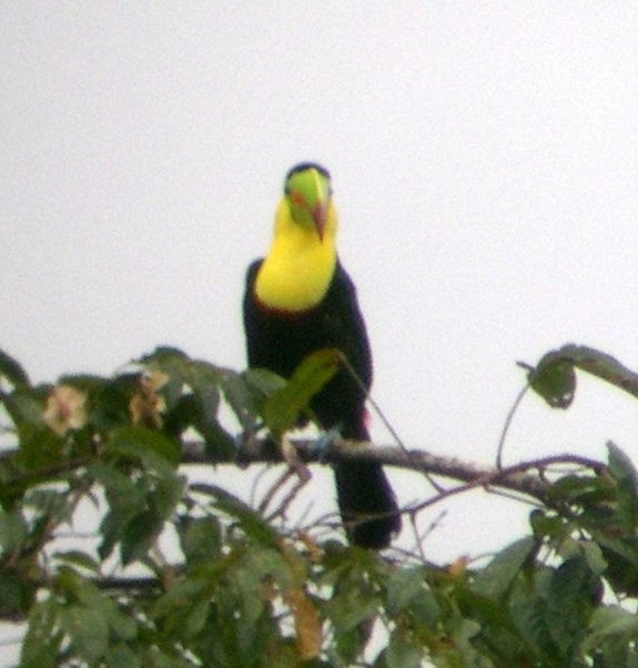 Keel-billed Toucan - Andy Frank