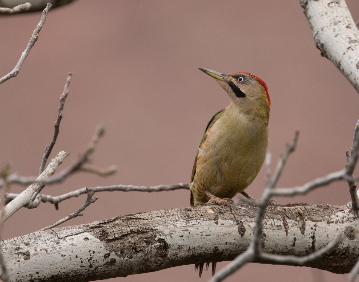 Levaillant's Woodpecker - John Sterling
