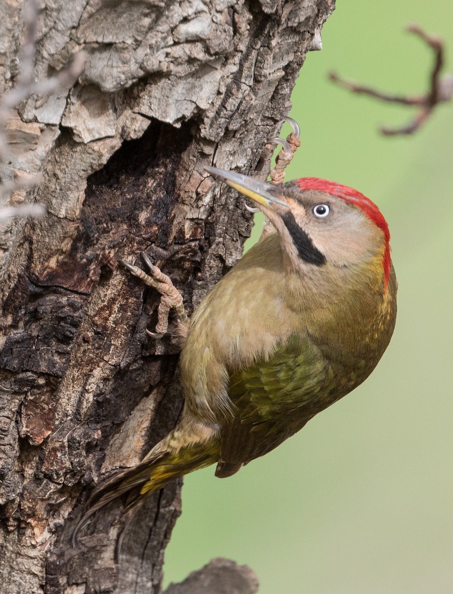 Levaillant's Woodpecker - John Sterling