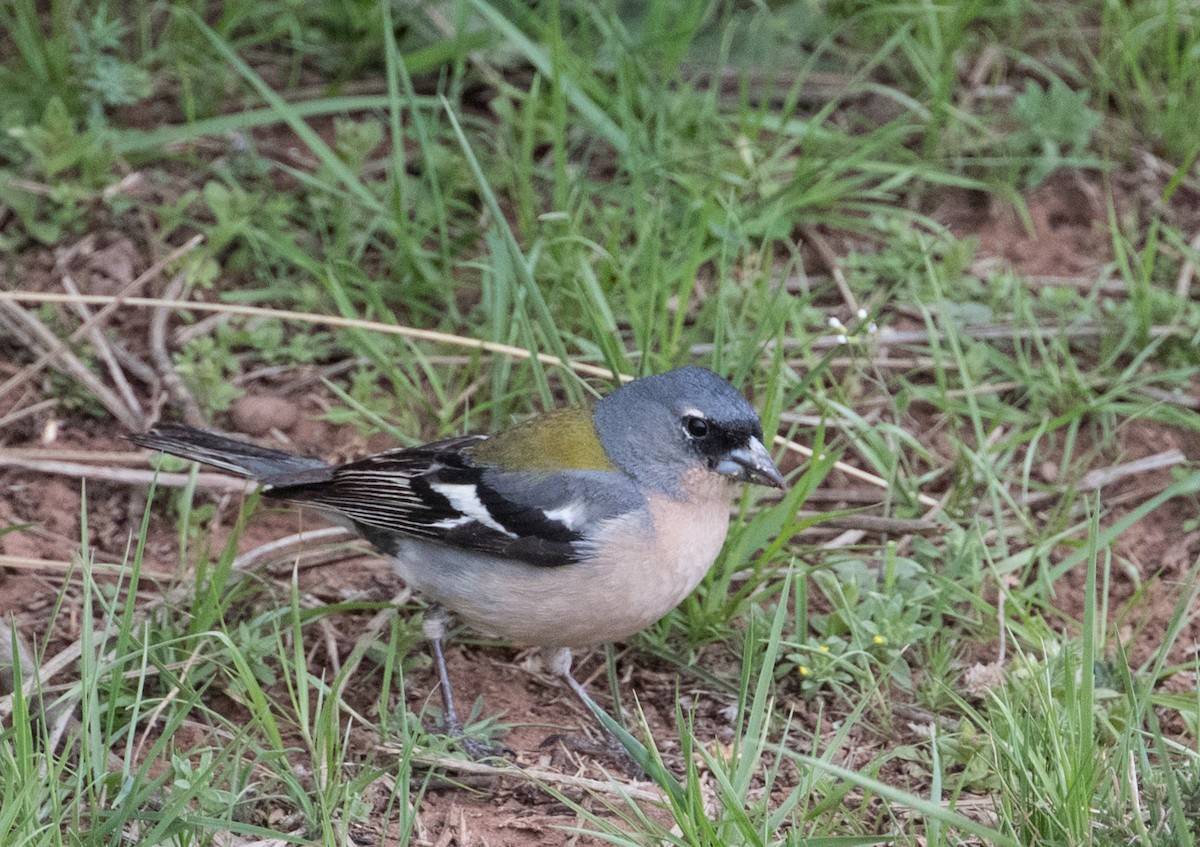 African Chaffinch (African) - John Sterling