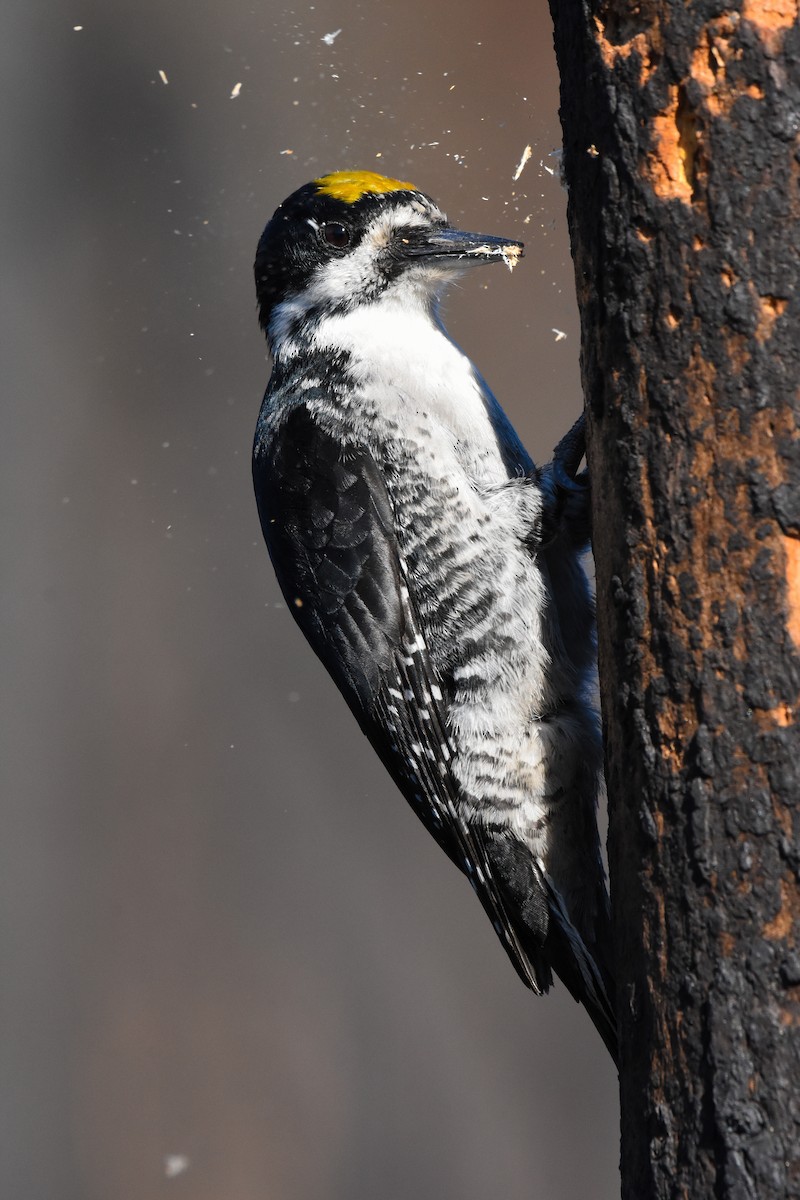 Black-backed Woodpecker - Andy Bankert