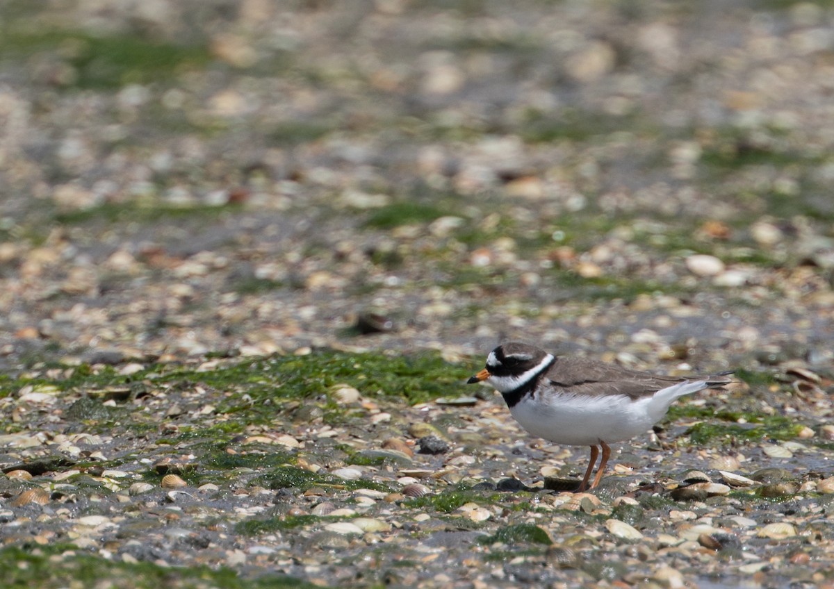 Common Ringed Plover - ML227800721