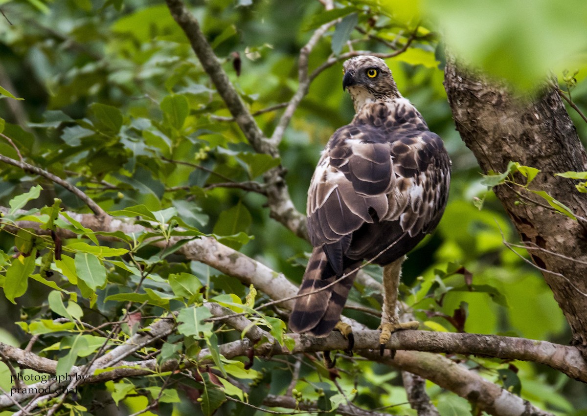 Changeable Hawk-Eagle (Crested) - Pramod Dhal