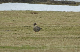 Greater White-fronted Goose, ML227807791