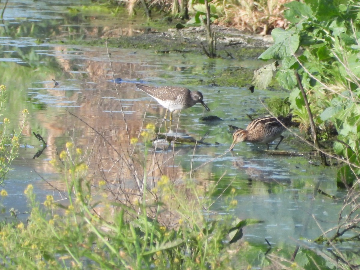 Solitary Sandpiper - Pair of Wing-Nuts
