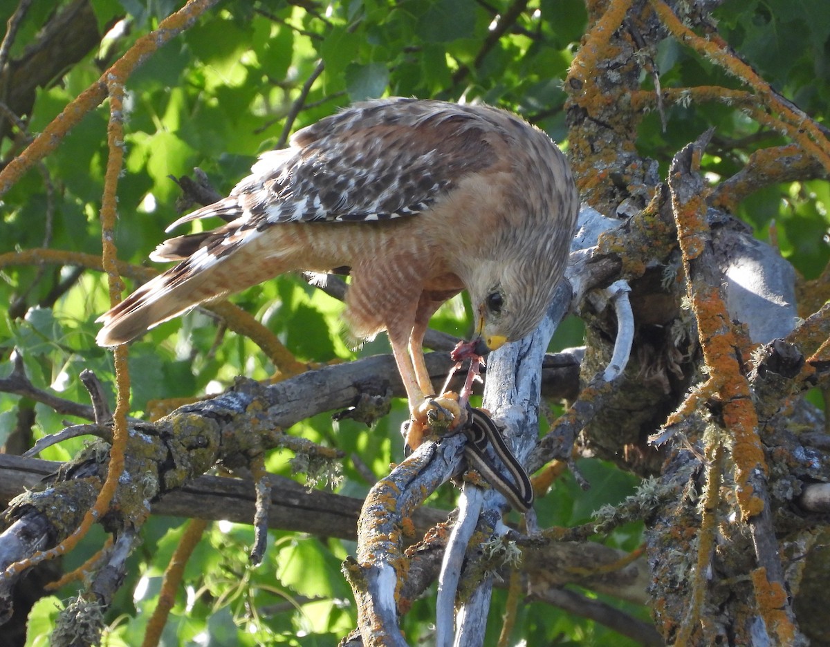 Red-shouldered Hawk - Pair of Wing-Nuts