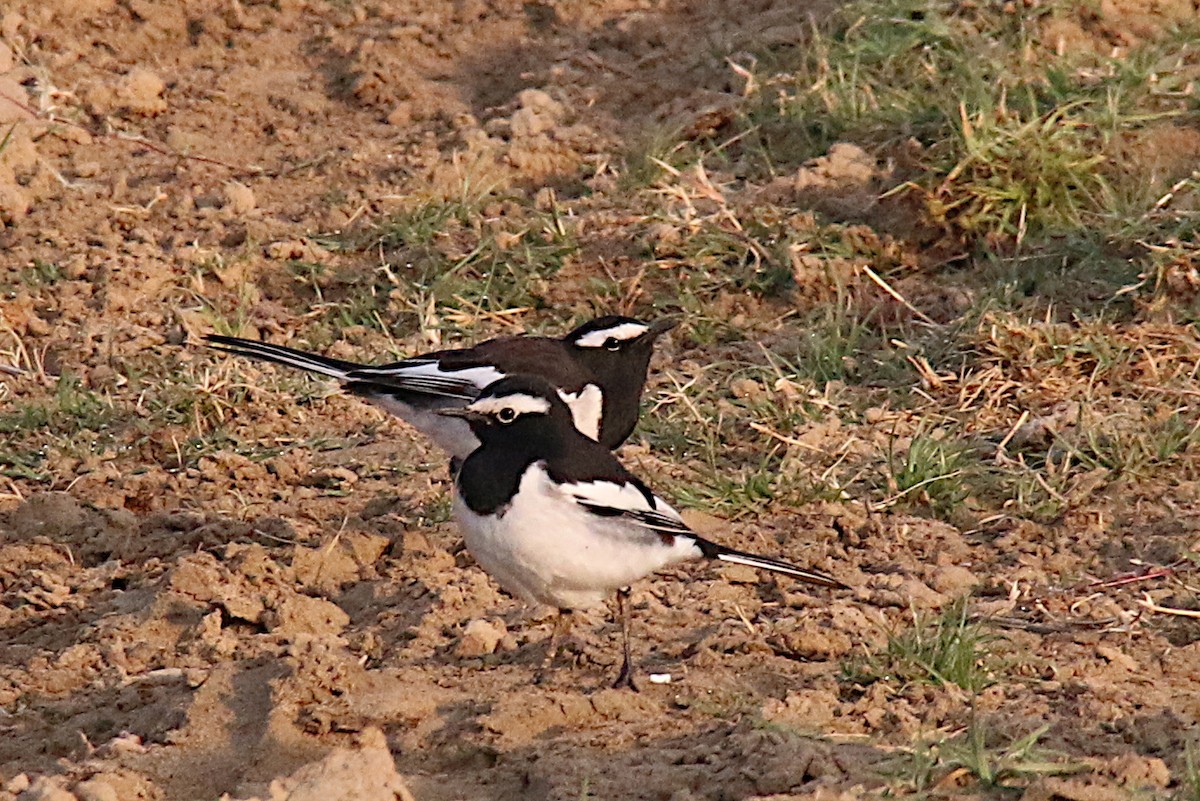 White-browed Wagtail - ML227825711