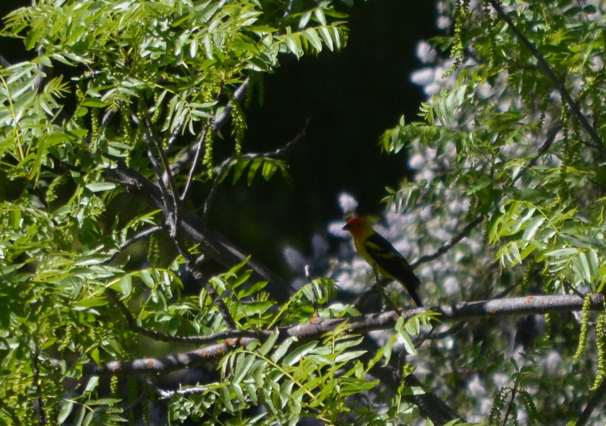 Western Tanager - ML227826091