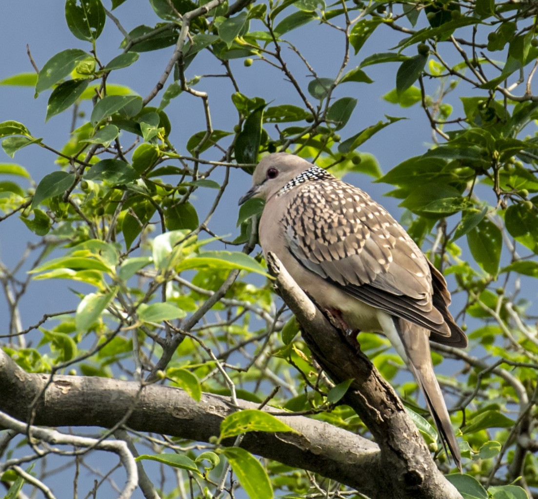 Spotted Dove - ML227826241