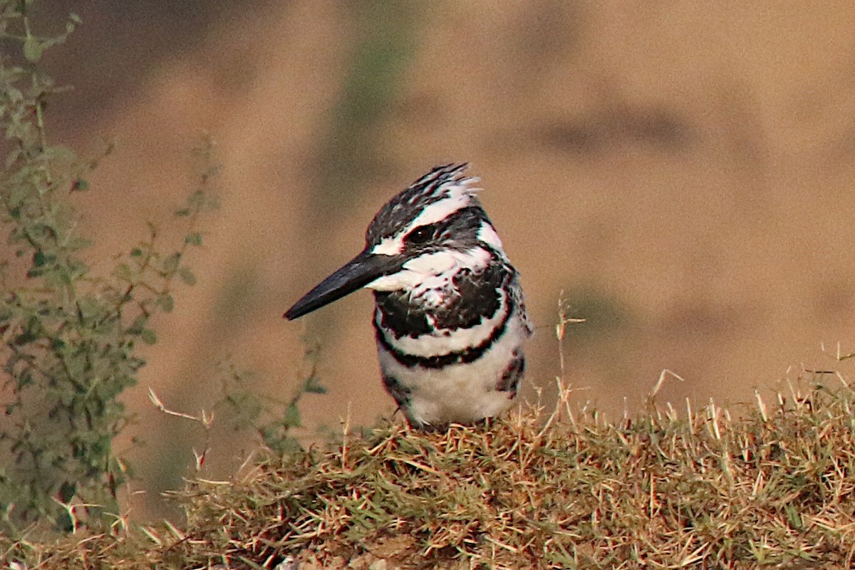 Pied Kingfisher - Leith Woodall