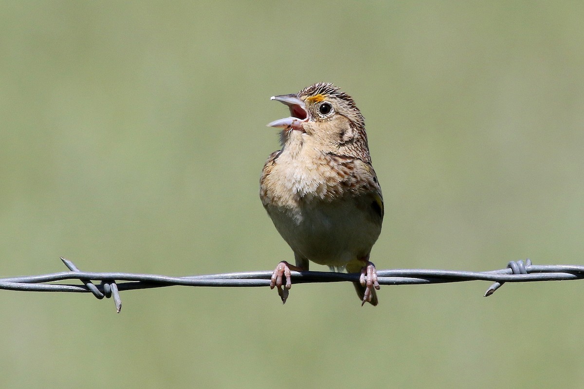 Grasshopper Sparrow - Steve Rottenborn