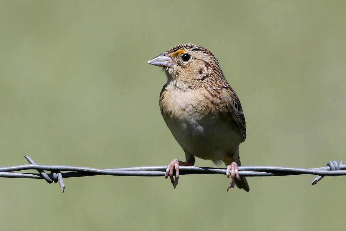 Grasshopper Sparrow - ML227828481