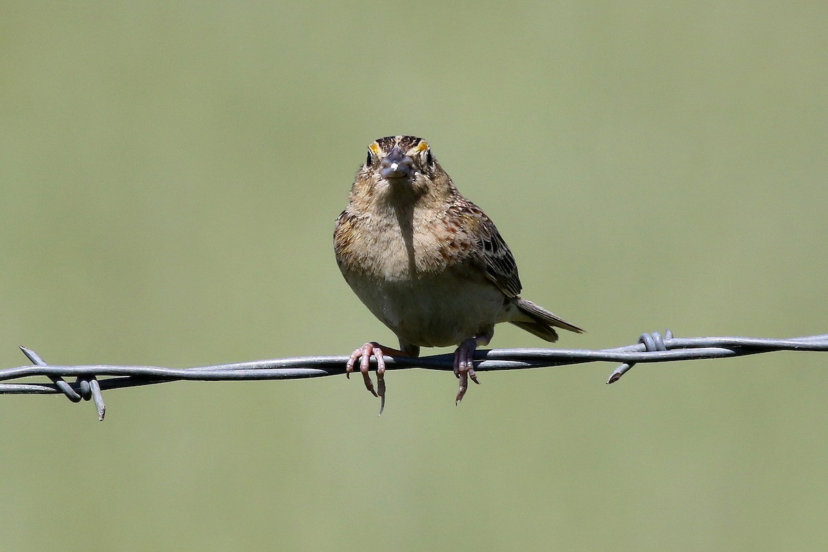 Grasshopper Sparrow - ML227828491