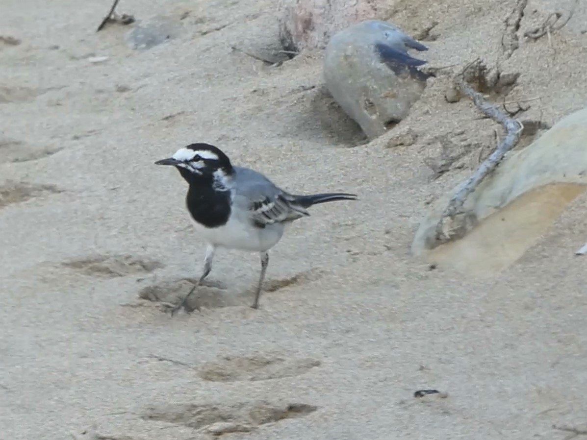 White Wagtail (Moroccan) - ML227829421