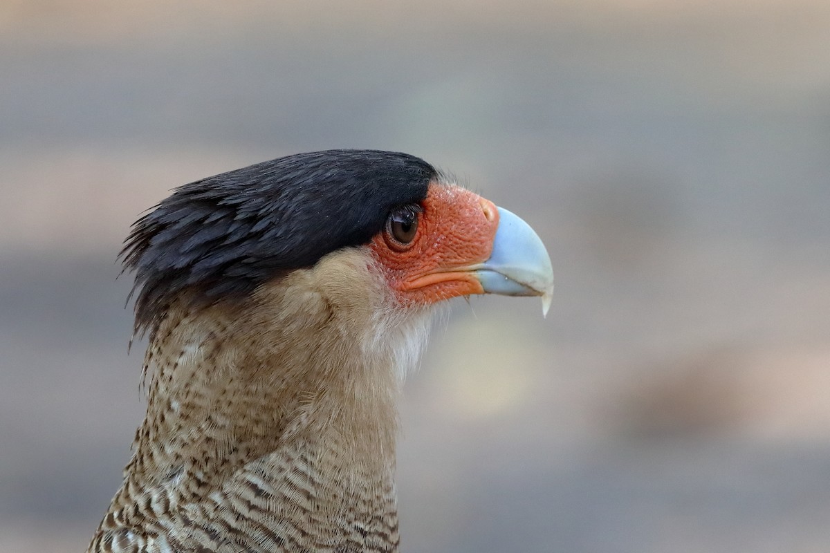 Crested Caracara (Southern) - ML227833801