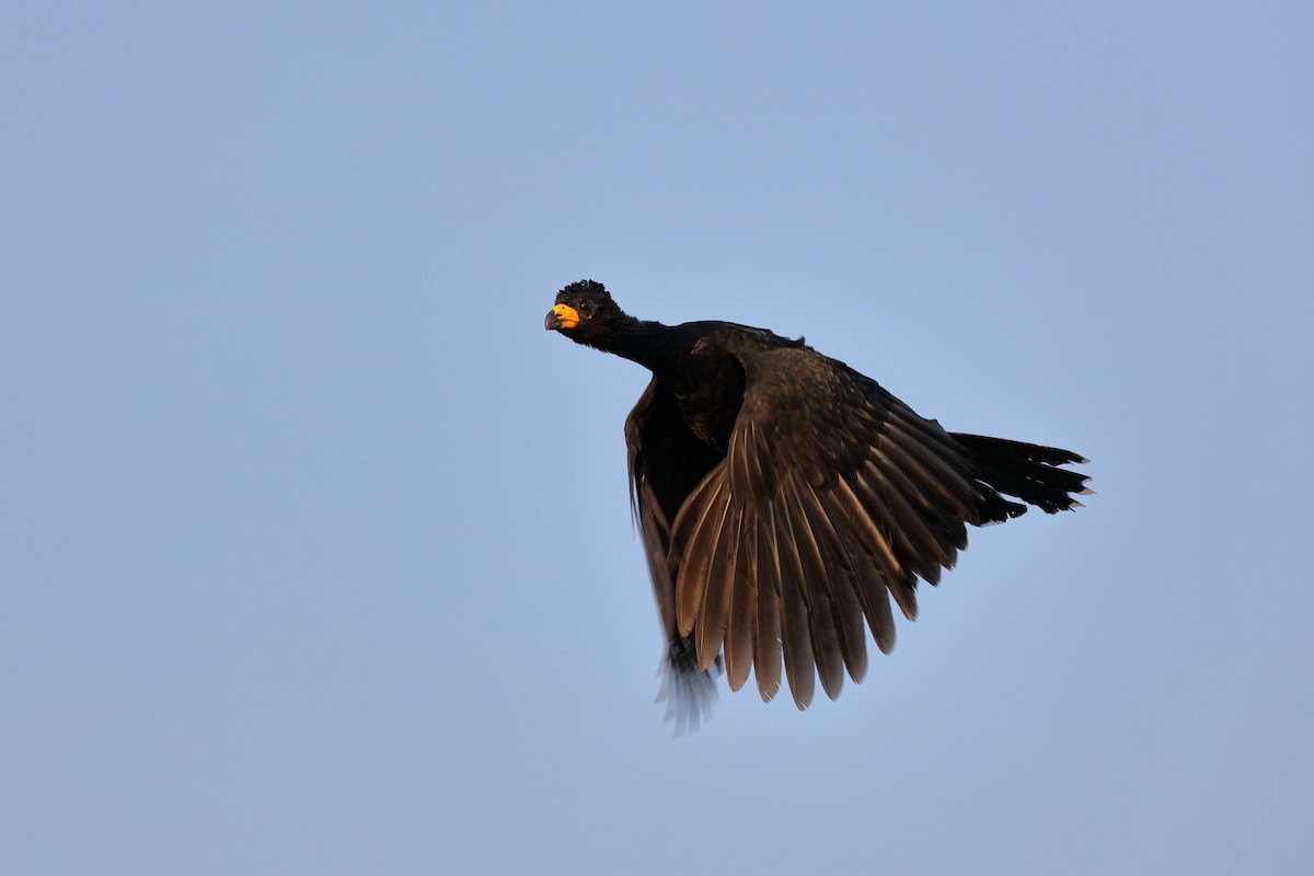 Bare-faced Curassow - ML227837781